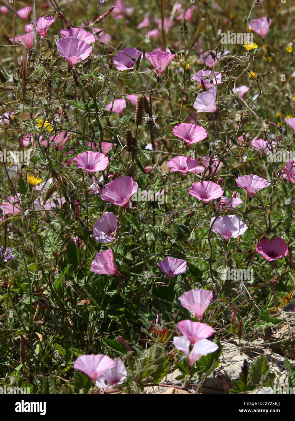 Ground Morning Glory, Mallow Bindweed o Mallow-Leaved Bindweed, Convolvulus althaeoides, Convolvulaceae. Ibiza, Isole Baleari, Spagna, Mediterraneo Foto Stock