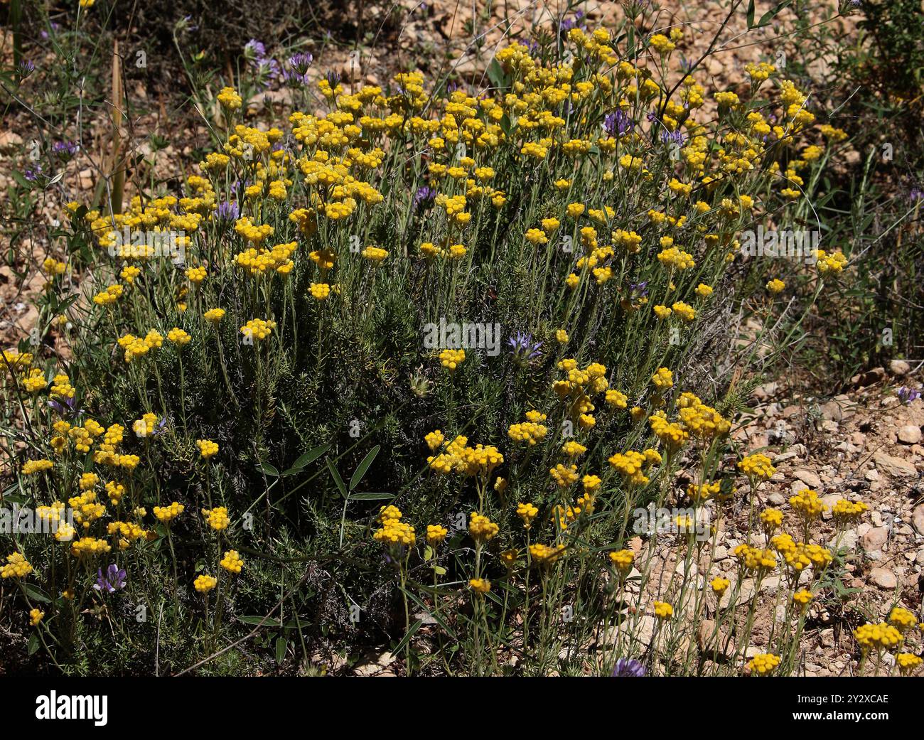Fiori di paglia del Mediterraneo, piante di curry, arbusti comuni Everlasting, fiori Everlasting o fiori eterni, Asteraceae. Ibiza, Isole Baleari, Spagna. Foto Stock