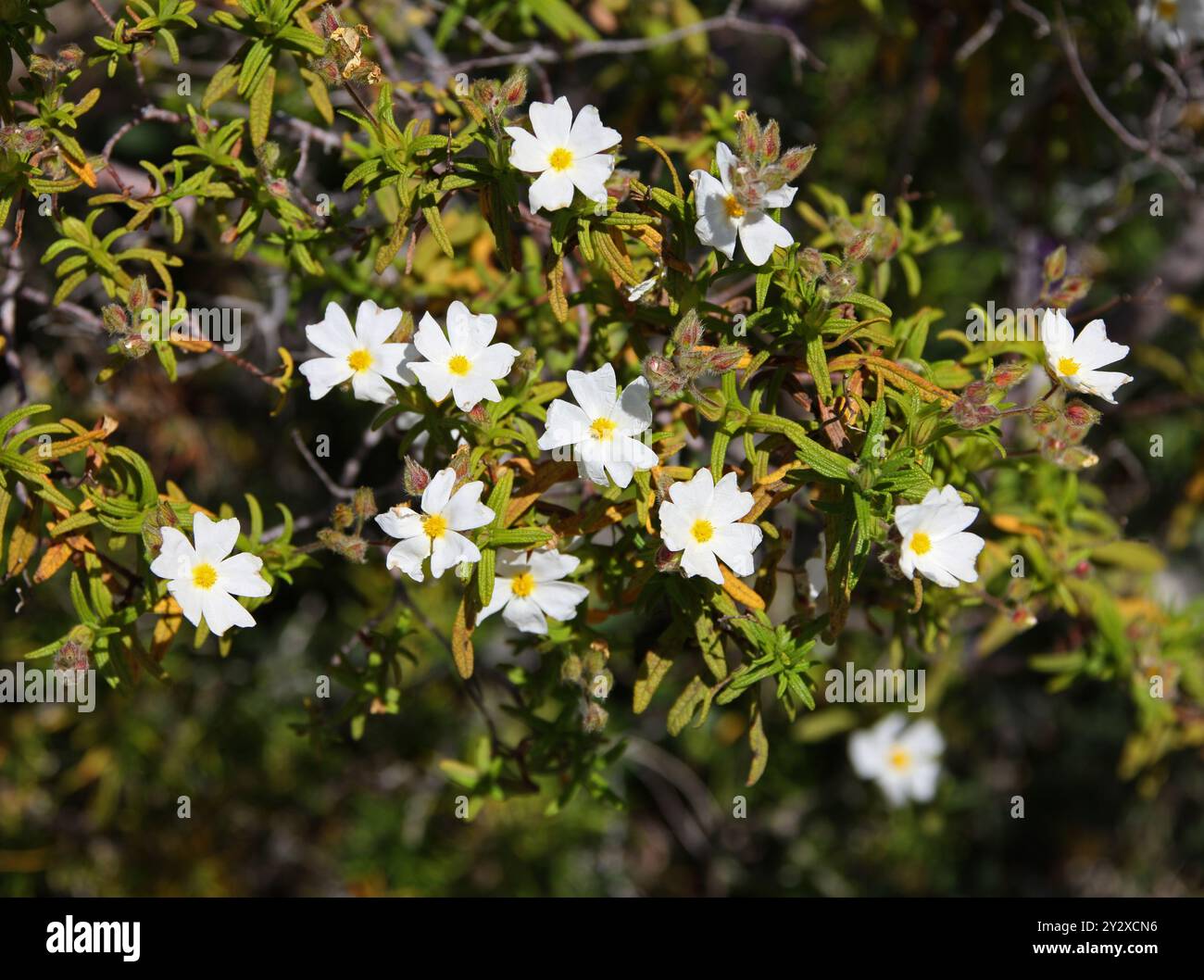 Montpellier Cistus o Cistus a foglia stretta, Cistus monspeliensis, Cistaceae. Ibiza, Isole Baleari, Spagna, Mediterraneo. Foto Stock