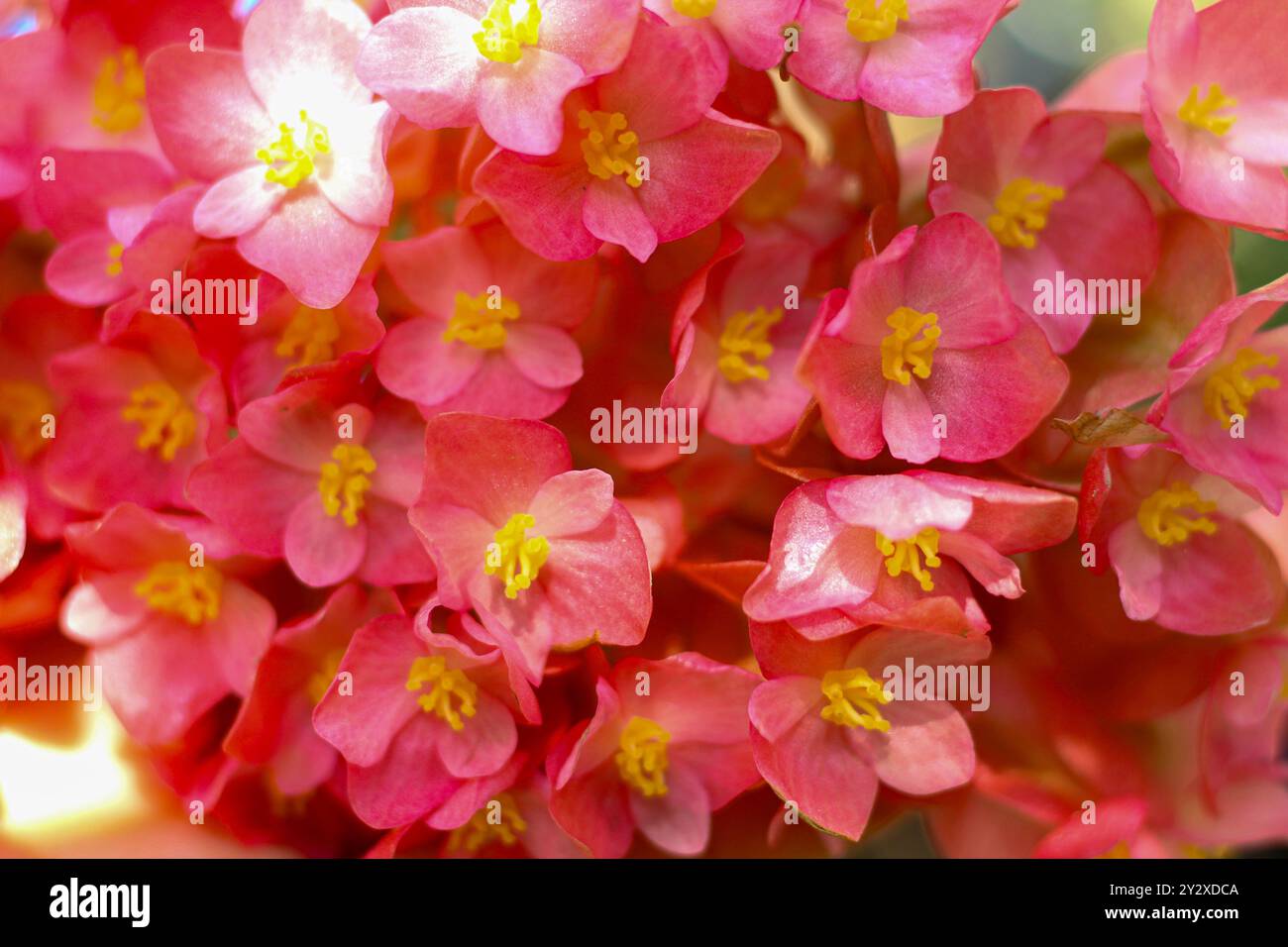 Blossom begonia a schermo intero. Foto Stock