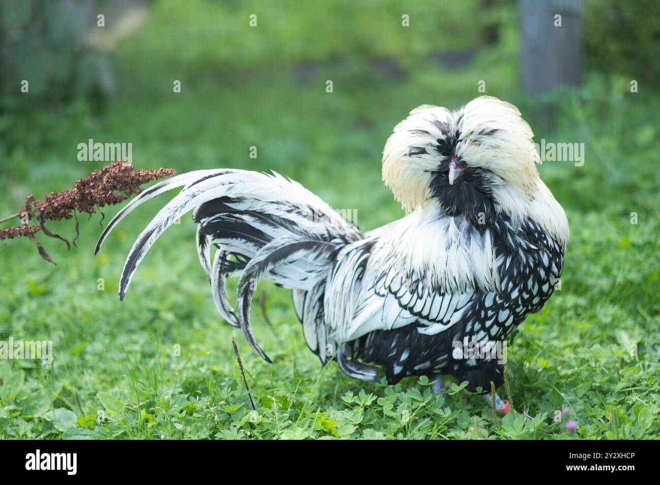 I polli Crested e barbuti nello zoo di Tangen in Norvegia. Foto Stock