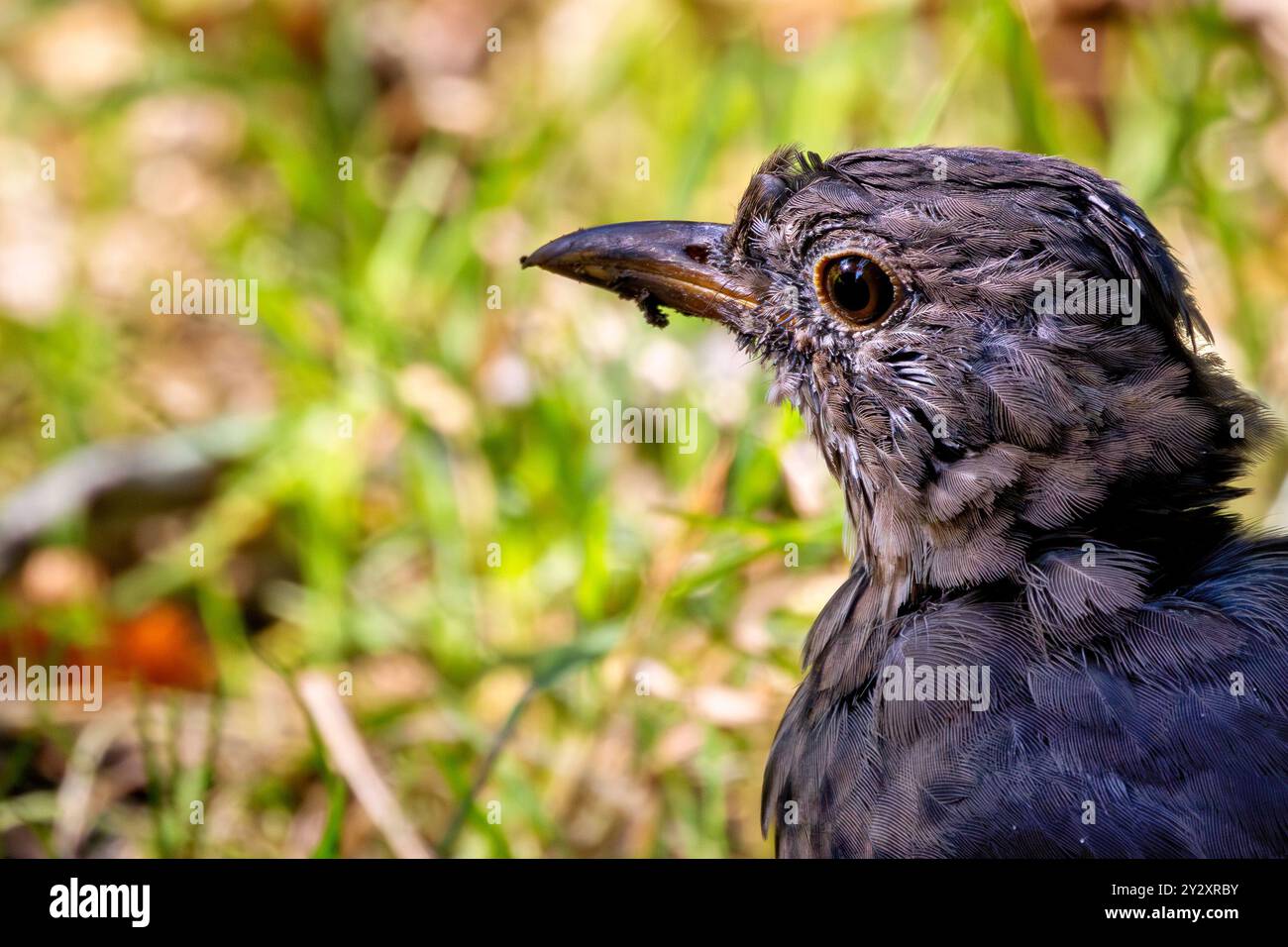 L'uccello nero maschile si nutre di vermi, insetti e frutta. Foto scattata al Father Collins Park, Dublino. Foto Stock