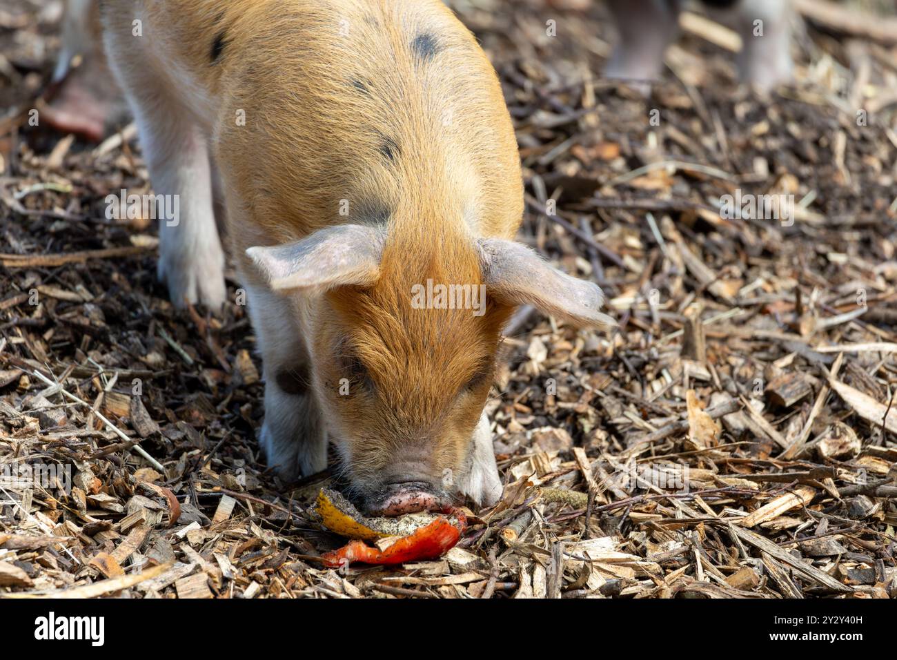 Un piccolo maialino con pelliccia marrone chiaro e bianca si sta foraggiando a terra, mangiando un pezzo di cibo tra i trucioli di legno. Foto Stock