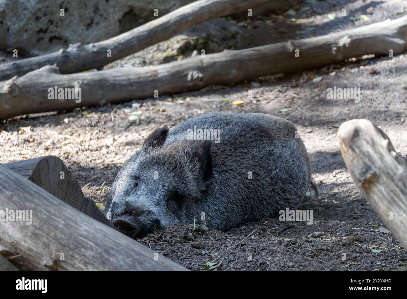 Un cinghiale dormiente che riposa sul terreno circondato da tronchi di legno in un ambiente naturale. Il cinghiale ha un cappotto di pelliccia grigia spessa e si trova in pace Foto Stock