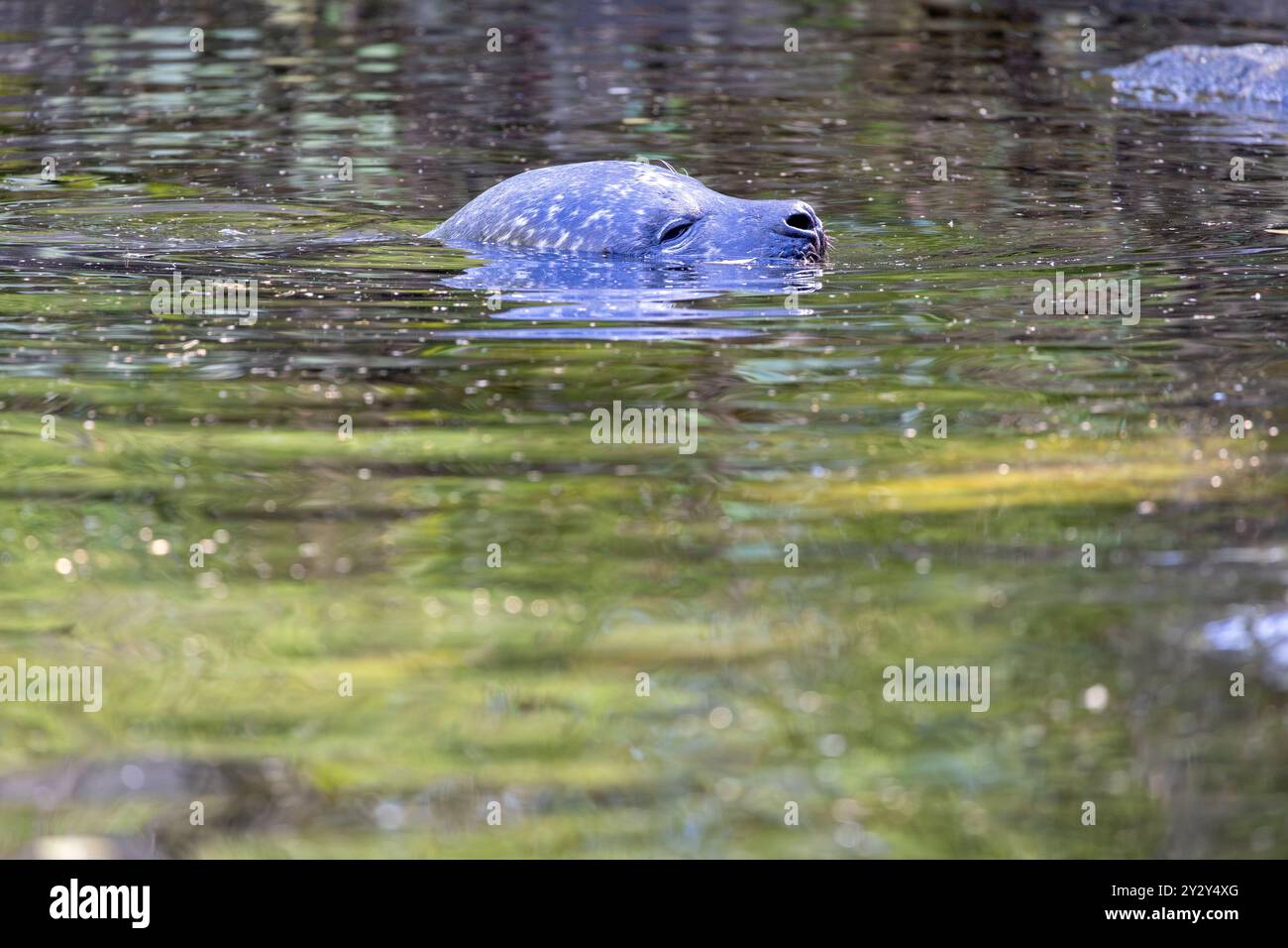 Immagine serena di una foca parzialmente sommersa in acqua limpida, con morbide increspature e riflessi di verde sulla superficie. Foto Stock