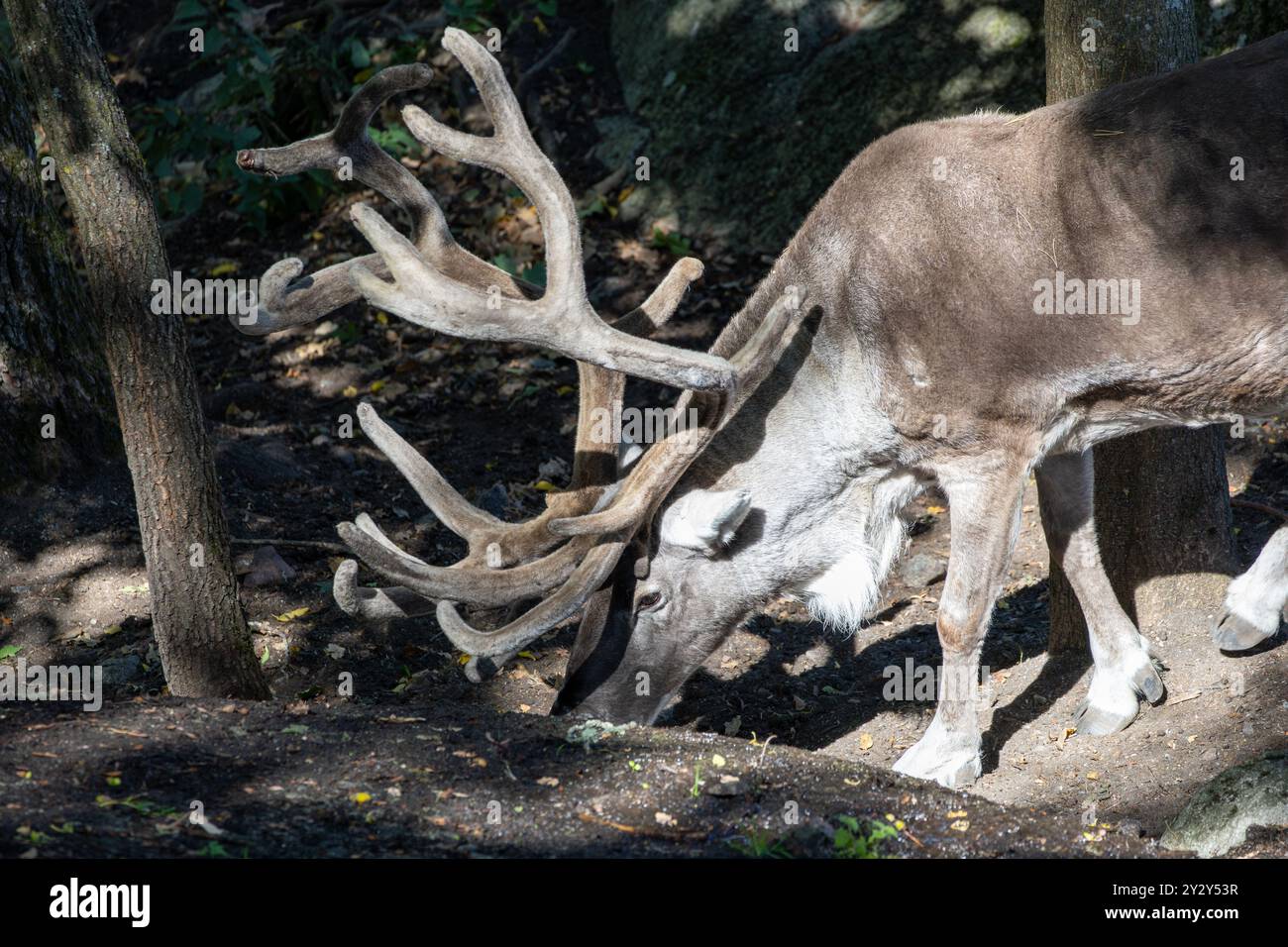 Un primo piano di una renna che pascolava sul terreno, mostrando le sue grandi corna e la pelliccia marrone. Lo sfondo presenta alberi e filteri di luce solare Foto Stock