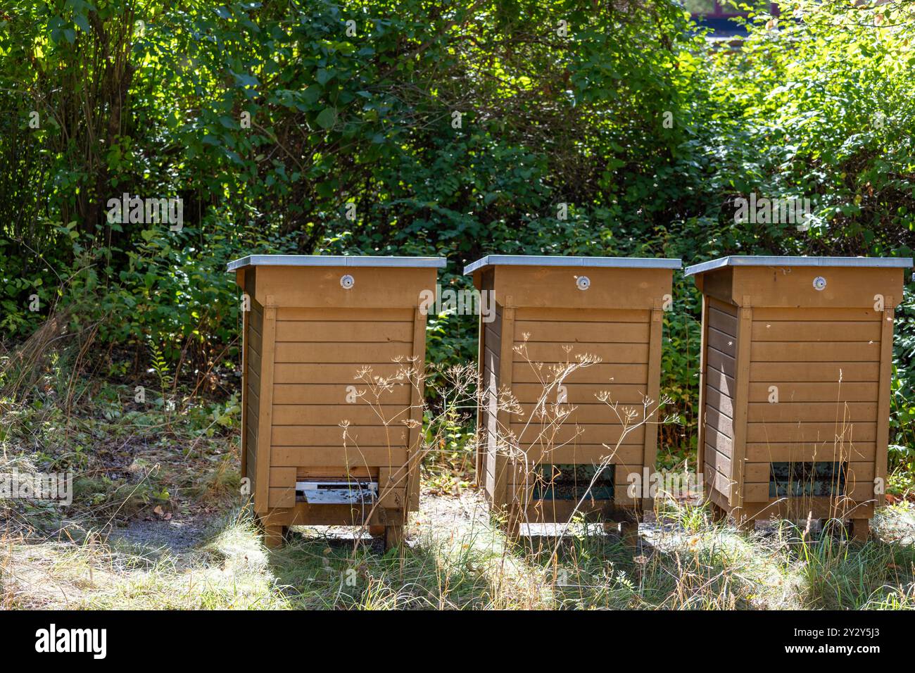 Tre alveari in legno collocati in un ambiente naturale circondato dal verde. Gli alveari sono disposti in modo ordinato e presentano fori di ventilazione, con alcuni animali selvatici Foto Stock