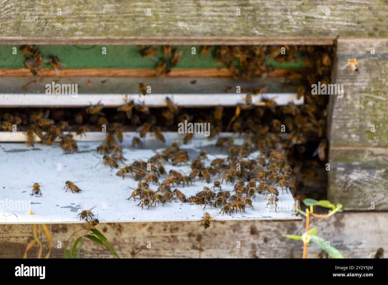 Vista ravvicinata di un'entrata affollata dell'alveare, con numerose api che volano dentro e fuori. La struttura in legno dell'alveare è parzialmente visibile, mostrando il natur Foto Stock