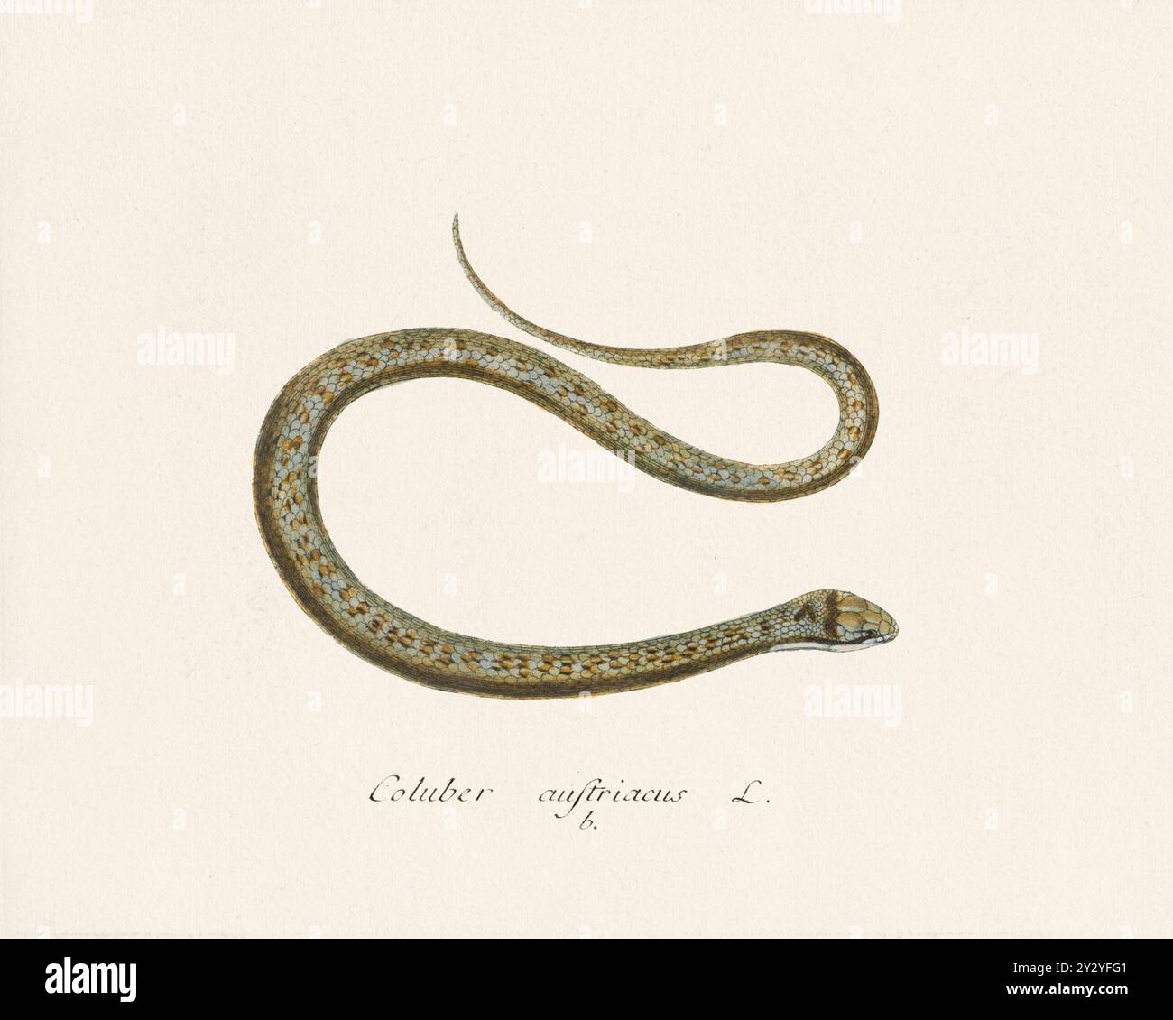 Illustrazione del serpente. Opera zoologica tratta da un libro anfibio pubblicato in Germania alla fine del XVIII secolo, intorno al 1797. Foto Stock