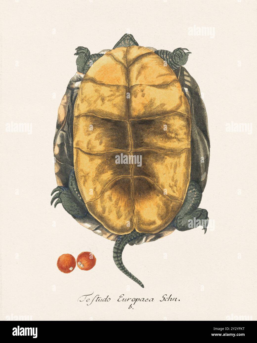 Illustrazione tartaruga. Opera zoologica tratta da un libro anfibio pubblicato in Germania alla fine del XVIII secolo, intorno al 1797. Foto Stock