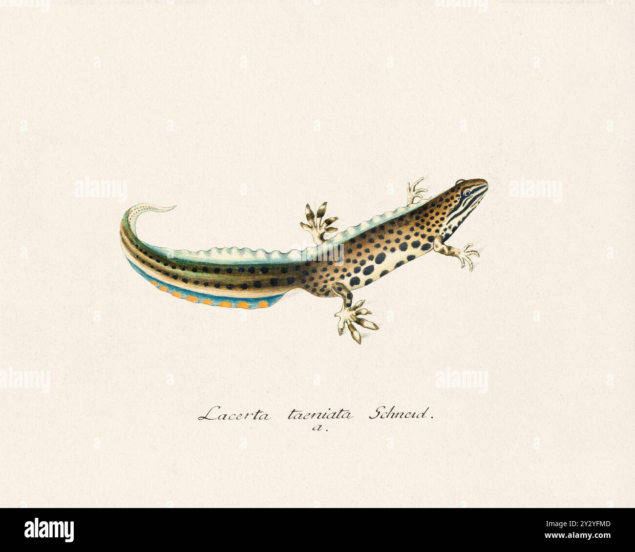 Illustrazione di Lizard. Opera zoologica tratta da un libro anfibio pubblicato in Germania alla fine del XVIII secolo, intorno al 1797. Foto Stock