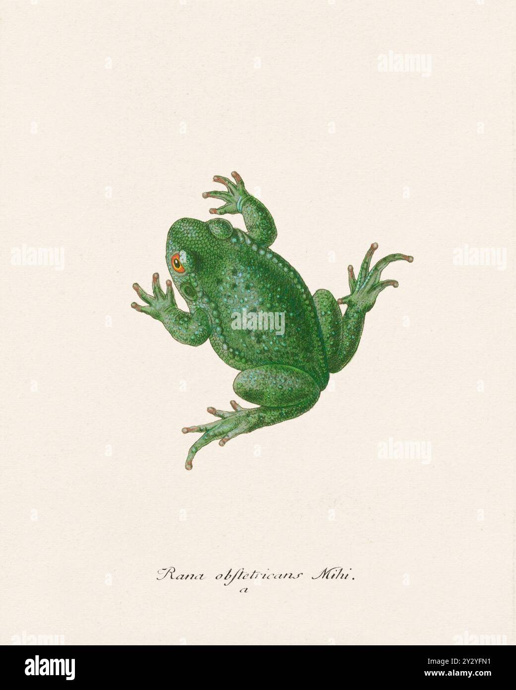 Illustrazione Frog. Opera zoologica tratta da un libro anfibio pubblicato in Germania alla fine del XVIII secolo, intorno al 1797. Foto Stock
