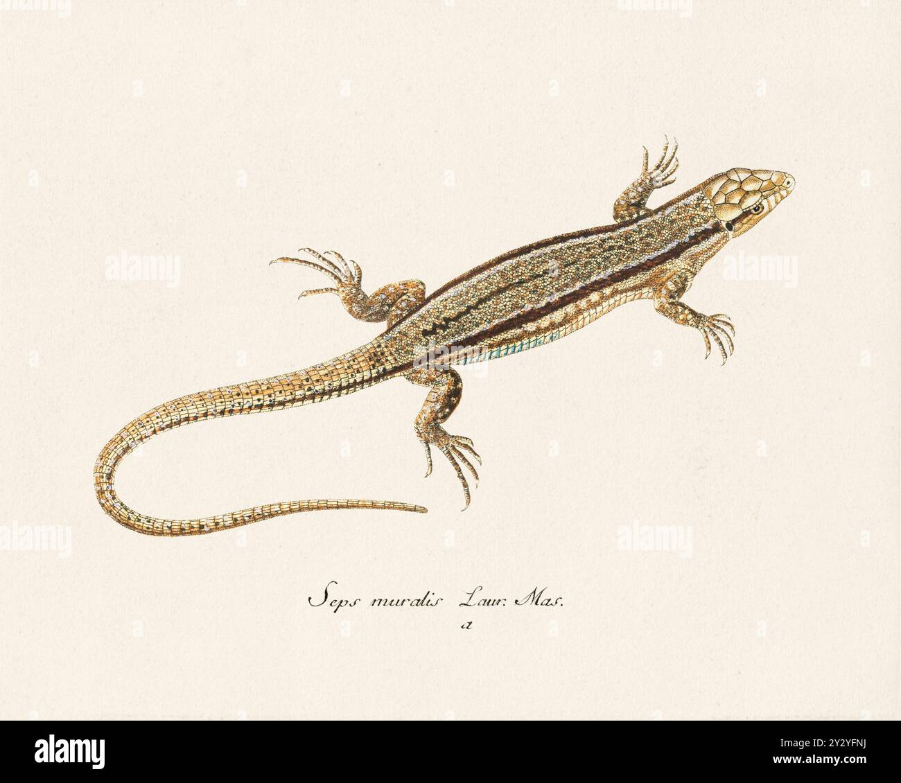 Illustrazione di Lizard. Opera zoologica tratta da un libro anfibio pubblicato in Germania alla fine del XVIII secolo, intorno al 1797. Foto Stock