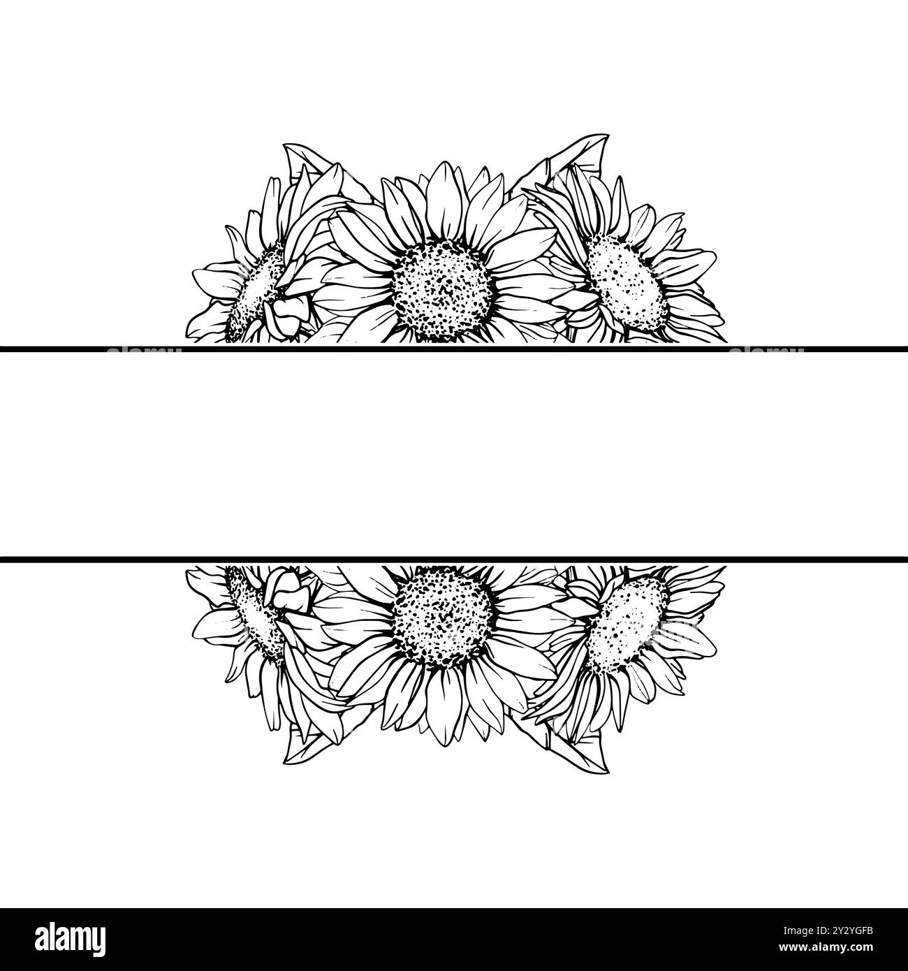 Cornice grafica orizzontale con girasole. Fiore vettoriale nello stile della grafica in linea. Illustrazione botanica autunnale di camomilla dipinta da inchiostri neri. Disegnato a mano Illustrazione Vettoriale