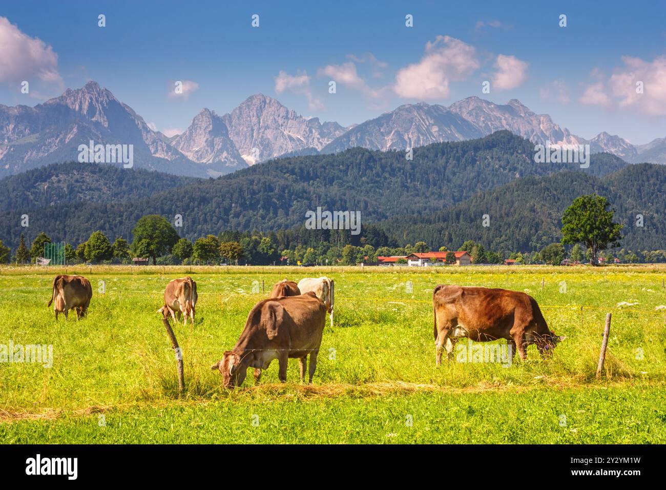 Paesaggio bavarese - vista delle mucche da pascolo sullo sfondo delle montagne alpine in estate, Germania Foto Stock