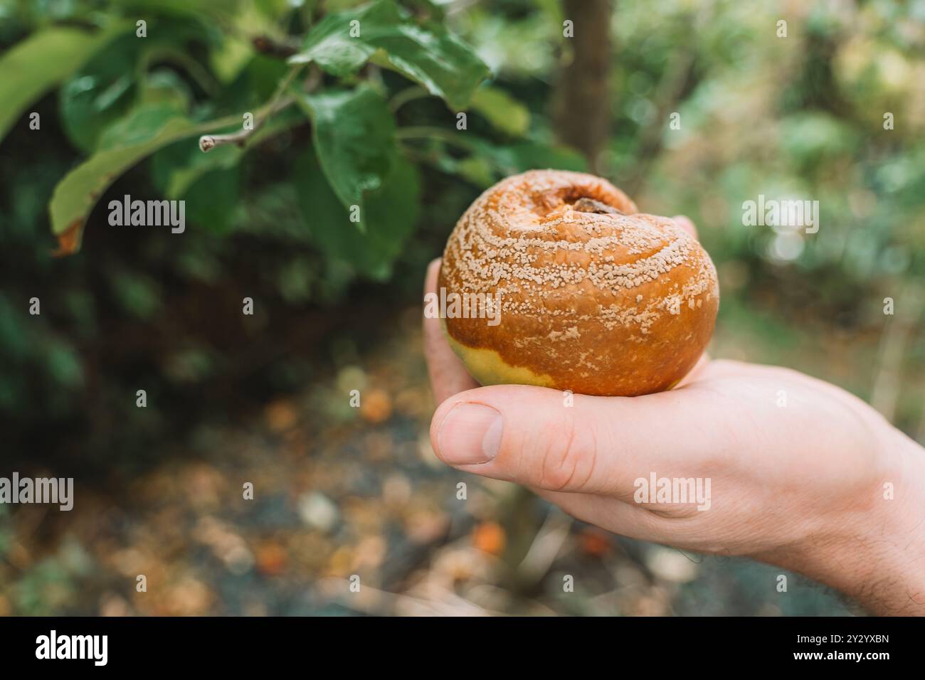 Marciume di frutta Moniliosi. Salute del giardino e delle piante. Malattie di alberi da frutto. Parassiti e controllo delle malattie in giardino. Foto Stock