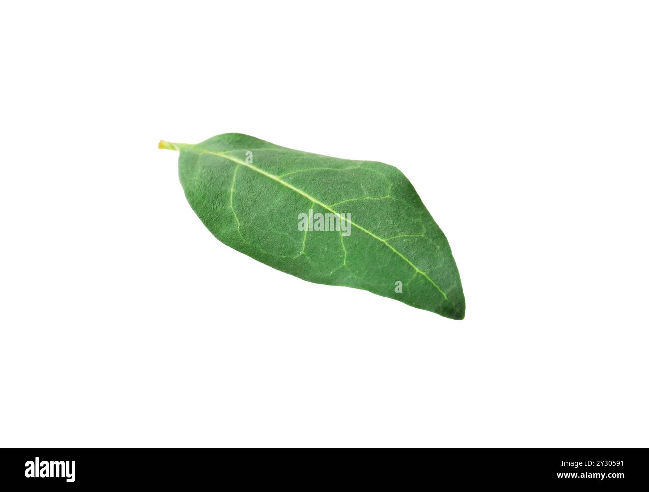 Una foglia di macadamia isolata su bianco Foto Stock