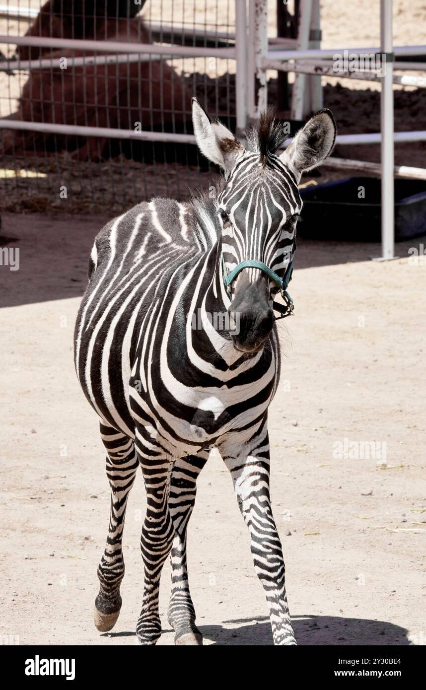Una zebra con un'interruzione in uno zoo per animali domestici Foto Stock