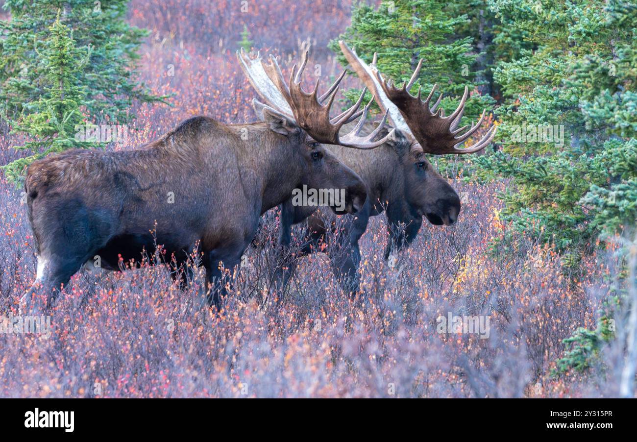 Two Bull Moose nel Denali National Park durante il Rut. Foto Stock