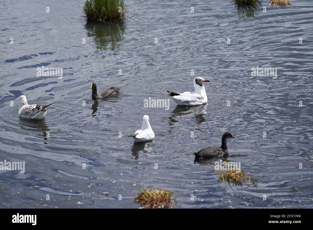 (240912) -- ABA, 12 settembre 2024 (Xinhua) -- questa foto scattata il 5 settembre 2024 mostra uccelli migratori nella riserva naturale nazionale delle paludi di Ruoergai, nella contea di Ruoergai di Aba nella prefettura autonoma tibetana-Qiang, nella provincia del Sichuan della Cina sud-occidentale. La riserva naturale nazionale delle paludi di Ruoergai è istituita per proteggere l'ecosistema delle paludi di torba locali e specie rare come la gru a collo nero. L'ambiente ecologico delle aree protette ha registrato un continuo miglioramento negli ultimi anni, in quanto il governo locale ha attuato misure sostanziali per il ripristino e la gestione ecologici. Il numero Foto Stock