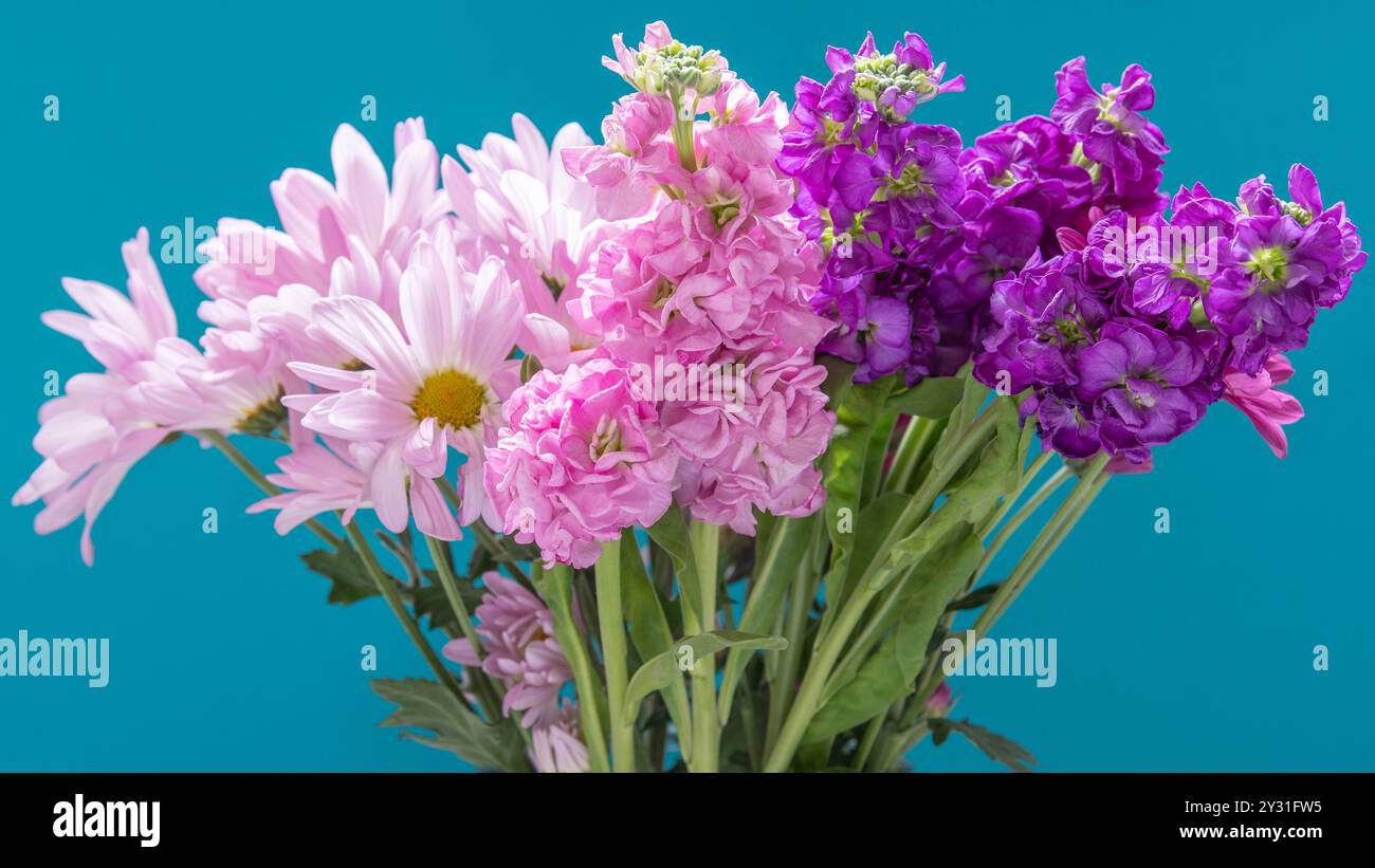 Fiori di Tanacetum coccineum e Matthiola, noti con i loro nomi comuni come Painted Daisy and Stock su uno sfondo blu acqua. Foto Stock