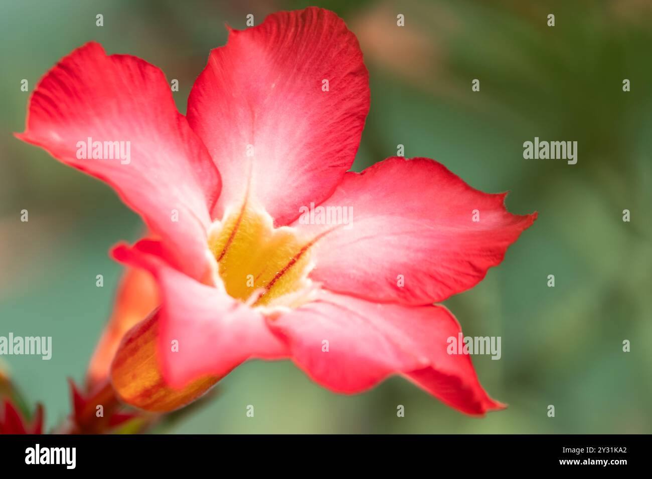 Esotico Adenium obesum fiorisce nel giardino con foglie verdi sullo sfondo. Primo piano di fiori rosa rose del deserto dell'Adenium, Azalea di Mock, Adenium mu Foto Stock