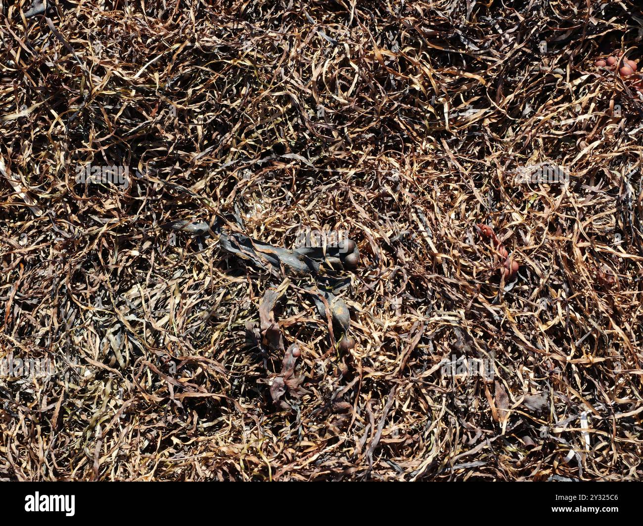 Le vesciche secche e le alghe marine sulla spiaggia, affascinanti nella loro struttura vegetale, offrono informazioni sul mondo sottomarino e sull'ecologia costiera. Foto Stock