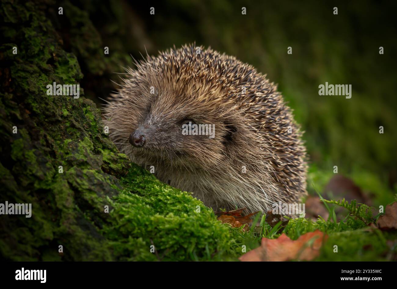 Riccio nel bosco al crepuscolo, selvaggio, selvaggio, selvaggio, selvaggio, foraggio di ricci in habitat naturale. Prelevato da nascondiglio di fauna selvatica per monitorare la salute e la popolazione di t Foto Stock