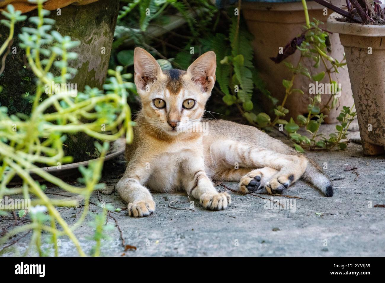 Carino gatto indiano che riposa e guarda la fotocamera 1 - girato da Sony Alpha 6400 Foto Stock