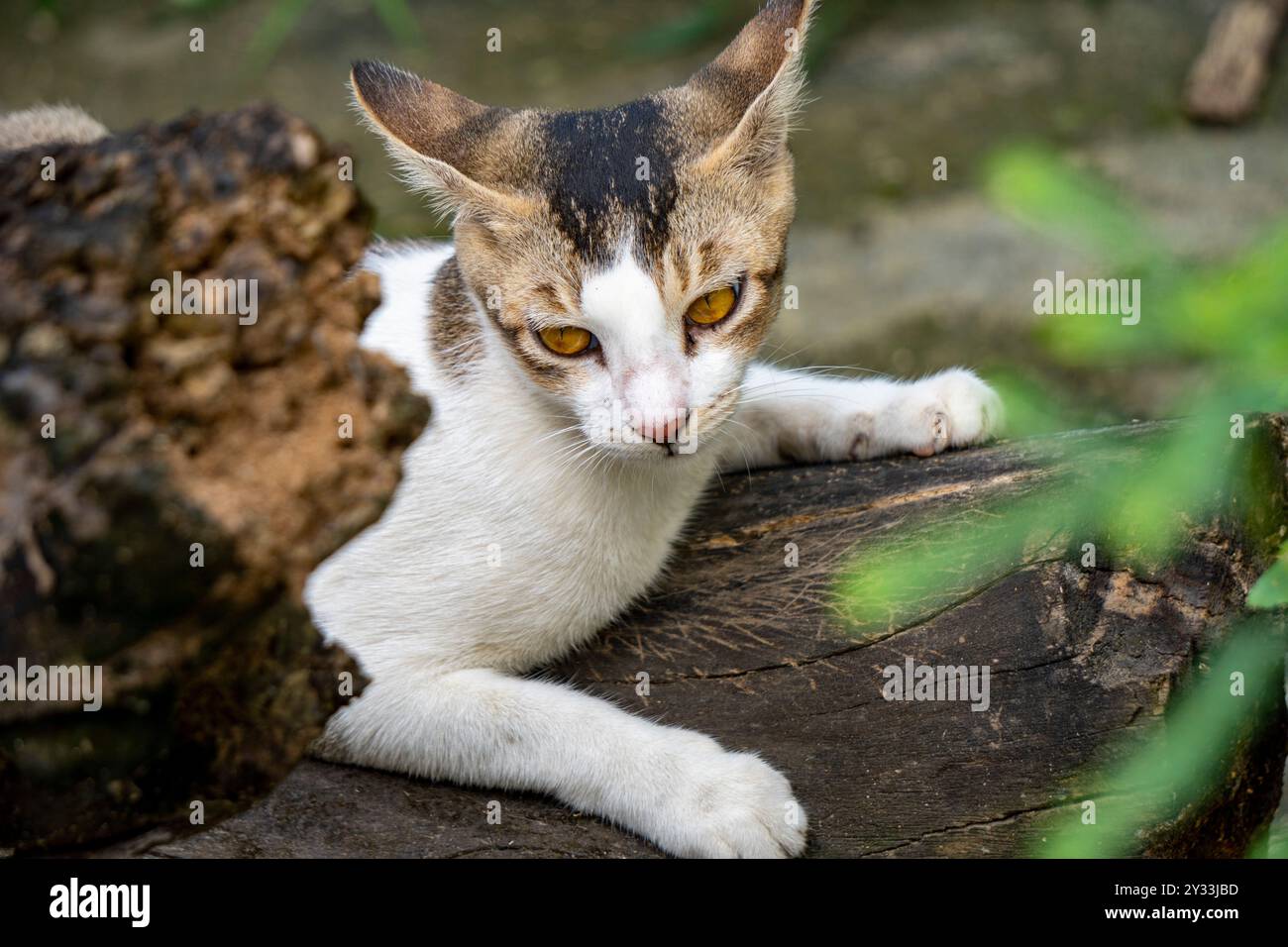 Bellissimo gatto indiano bianco che riposa in una foto di tronco 2 - fotocamera utilizzata Sony Alpha 6400 Foto Stock