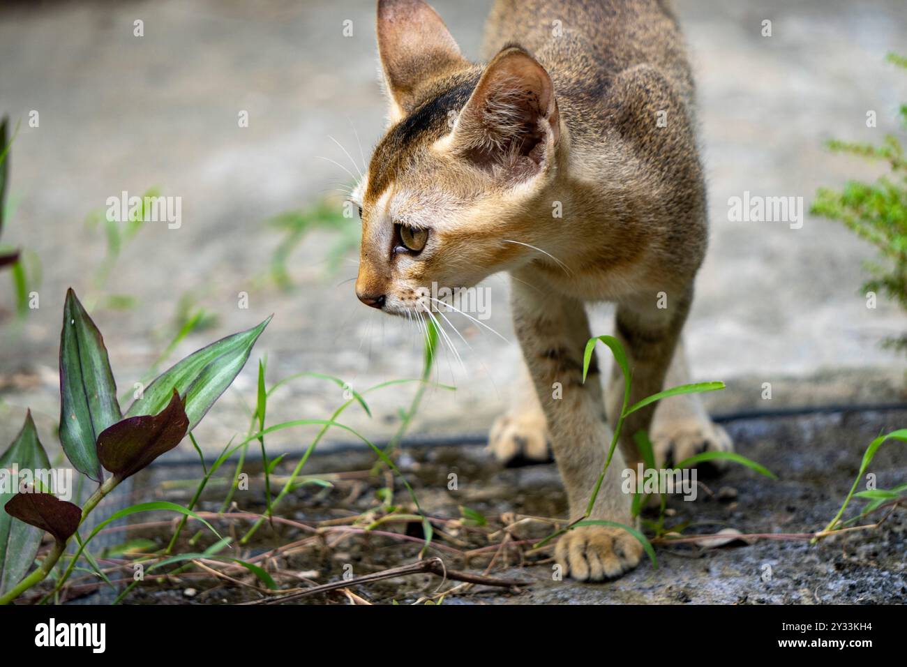 Gatto indiano che cammina senza notare la fotocamera - girato da Sony Alpha 6400 Foto Stock
