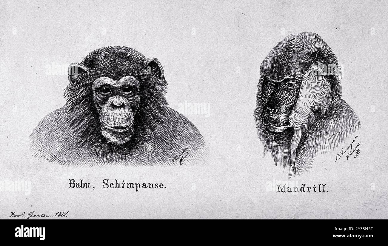 A sinistra, uno scimpanzé; a destra, un mandrill (babbuino africano). Riproduzione di un attacco chimico da parte di F. Lüdecke. Foto Stock