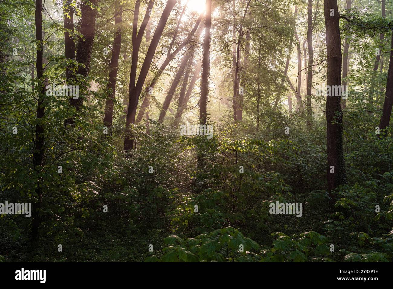 La luce del sole scorre attraverso gli alberi in una fitta foresta, creando un'atmosfera serena e tranquilla. Foto Stock