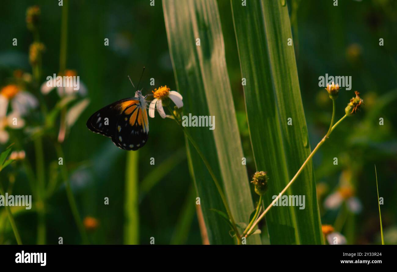 farfalla con una combinazione di nero, bianco e giallo. farfalla in cerca di nettare. Foto Stock