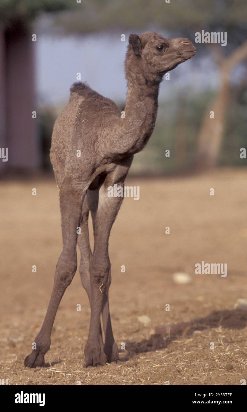 Cammelli al Bikaner Camel Festival nella città di Bikaner nella provincia del Rajasthan in India. India, Bikaner, gennaio 1998 Foto Stock