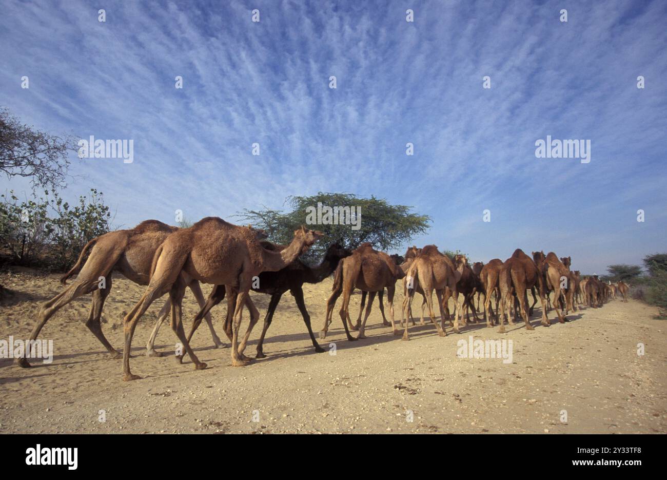 Cammelli al Bikaner Camel Festival nella città di Bikaner nella provincia del Rajasthan in India. India, Bikaner, gennaio 1998 Foto Stock