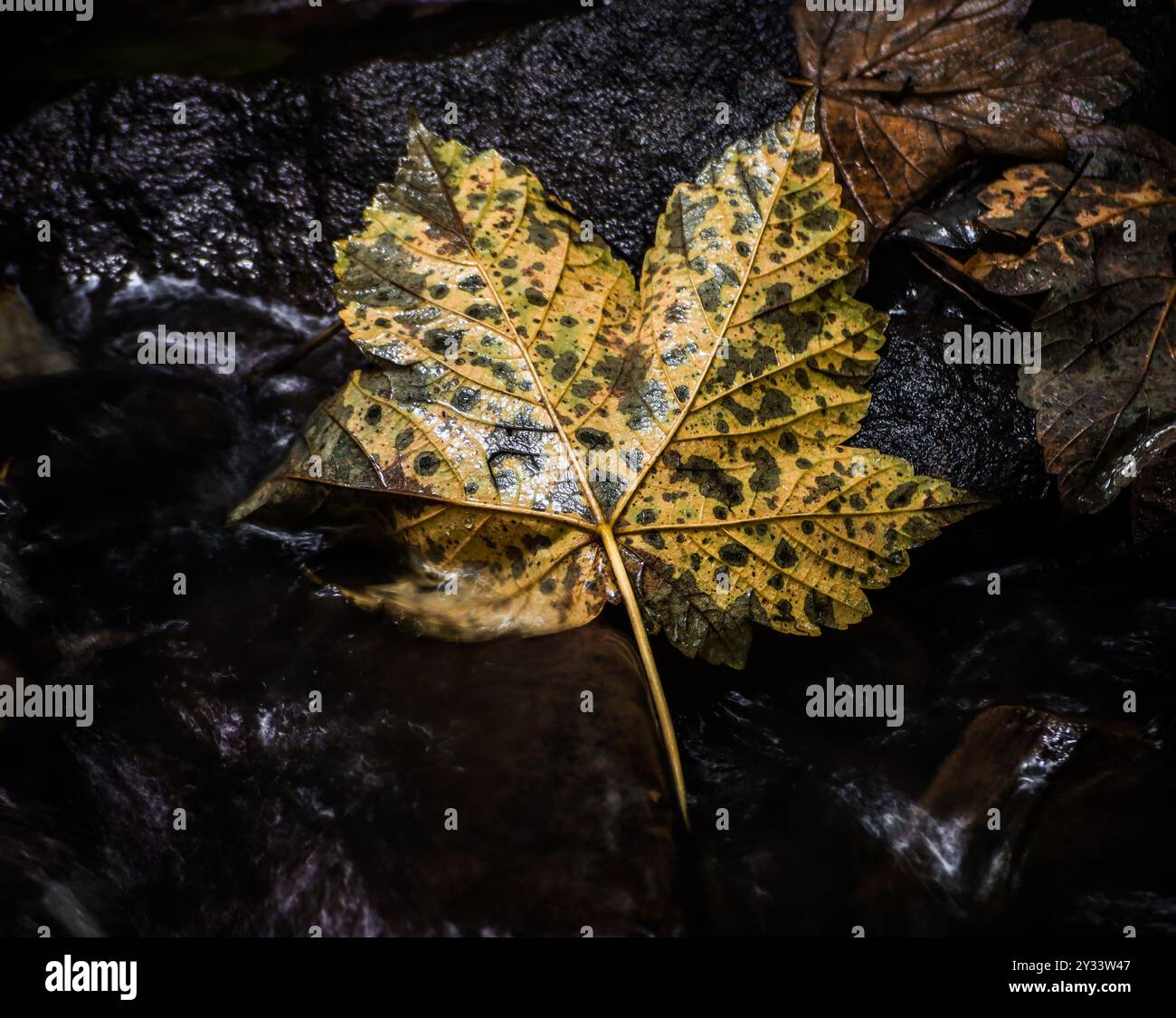 Un primo piano di una foglia caduta, gialla e marrone con macchie nere che poggiano su rocce bagnate in un ruscello. Foto Stock