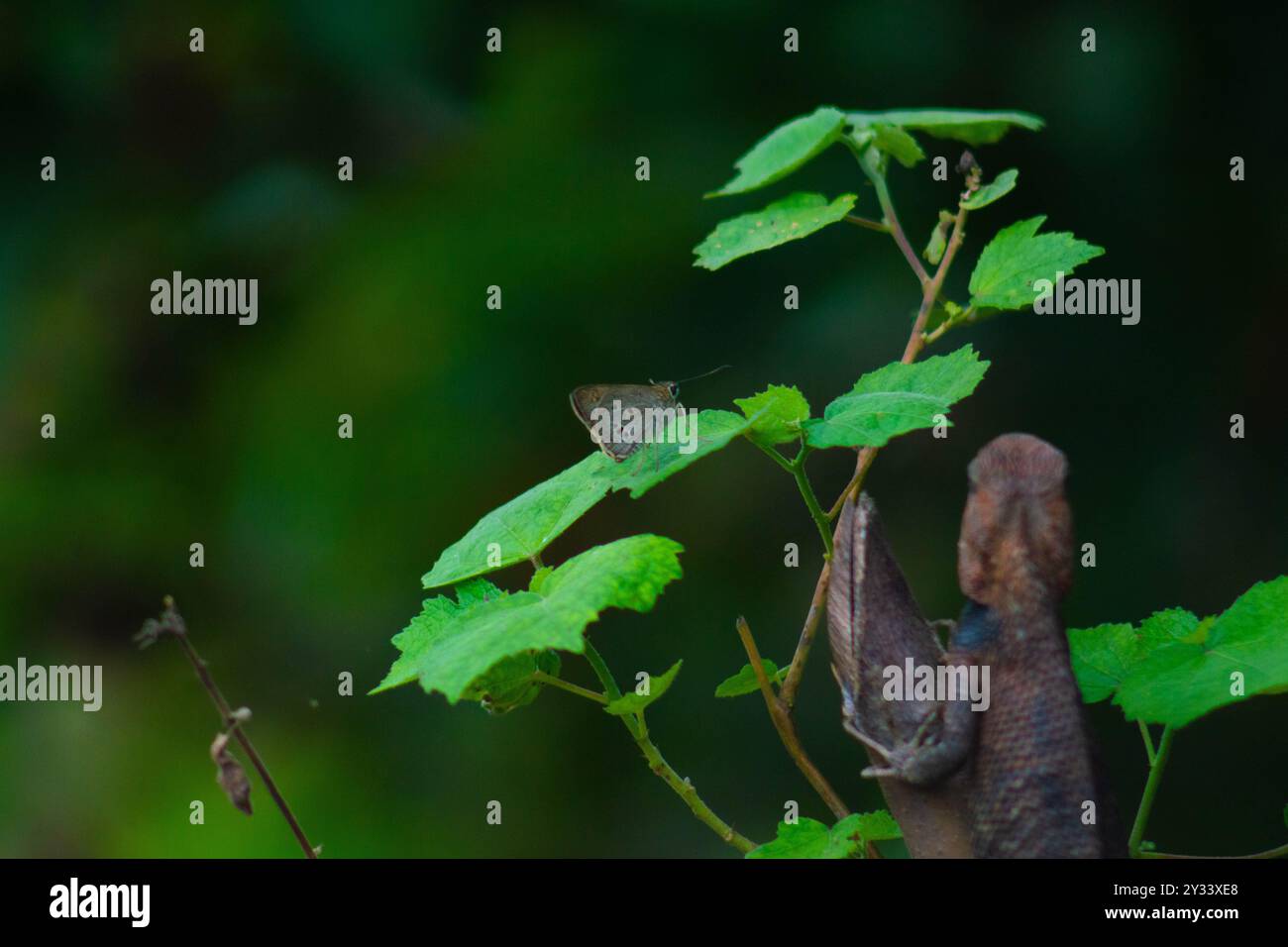 I camaleonti o calotes sono sui rami e cacciano piccole farfalle. Foto Stock