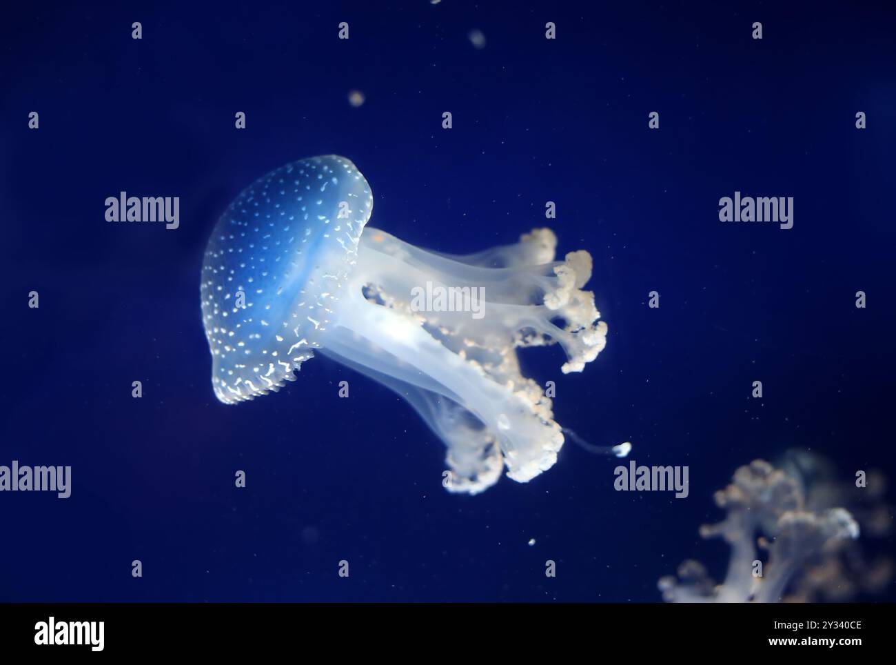 Medusa tropicale Phyllorhiza punctata medusa dalle macchie bianche, anche nota come campana galleggiante, medusa australiana sott'acqua nell'acquario dell'oceano di Monaco Foto Stock