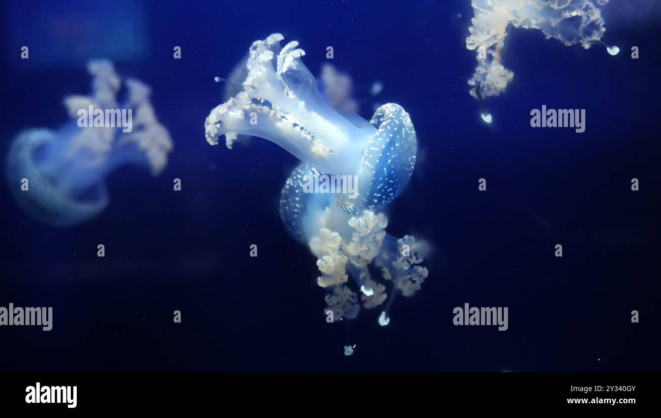 Medusa tropicale Phyllorhiza punctata medusa dalle macchie bianche, anche nota come campana galleggiante, medusa australiana sott'acqua nell'acquario dell'oceano di Monaco Foto Stock