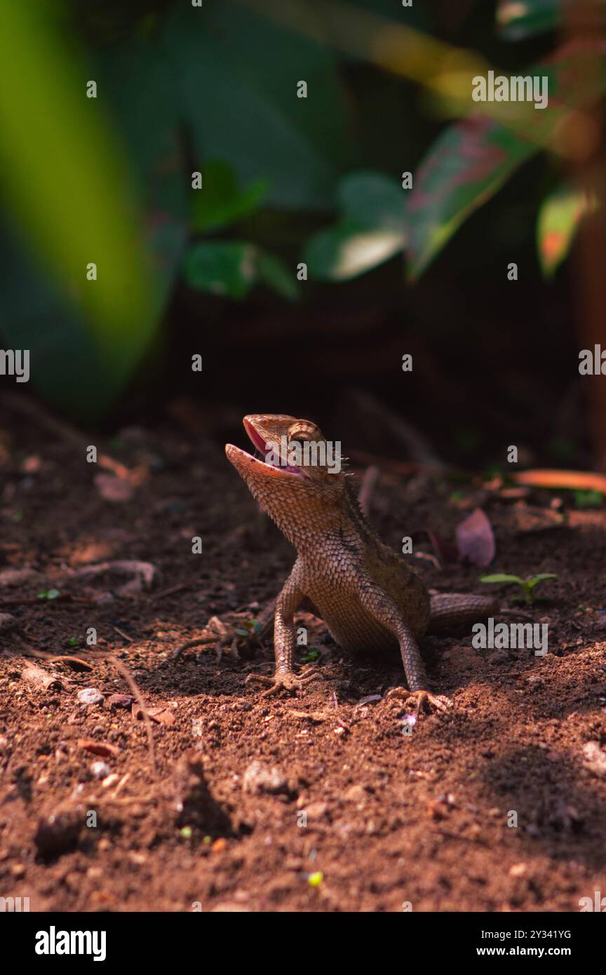 camaleonti o calote selvatiche. Animali invasivi che vivono e prosperano in Indonesia. Foto Stock
