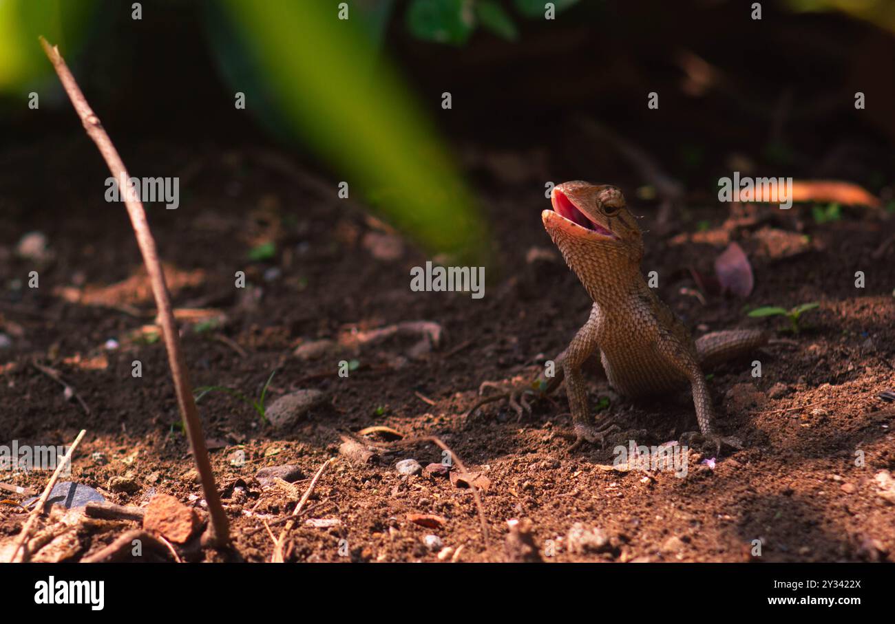 camaleonti o calote selvatiche. Animali invasivi che vivono e prosperano in Indonesia. Foto Stock