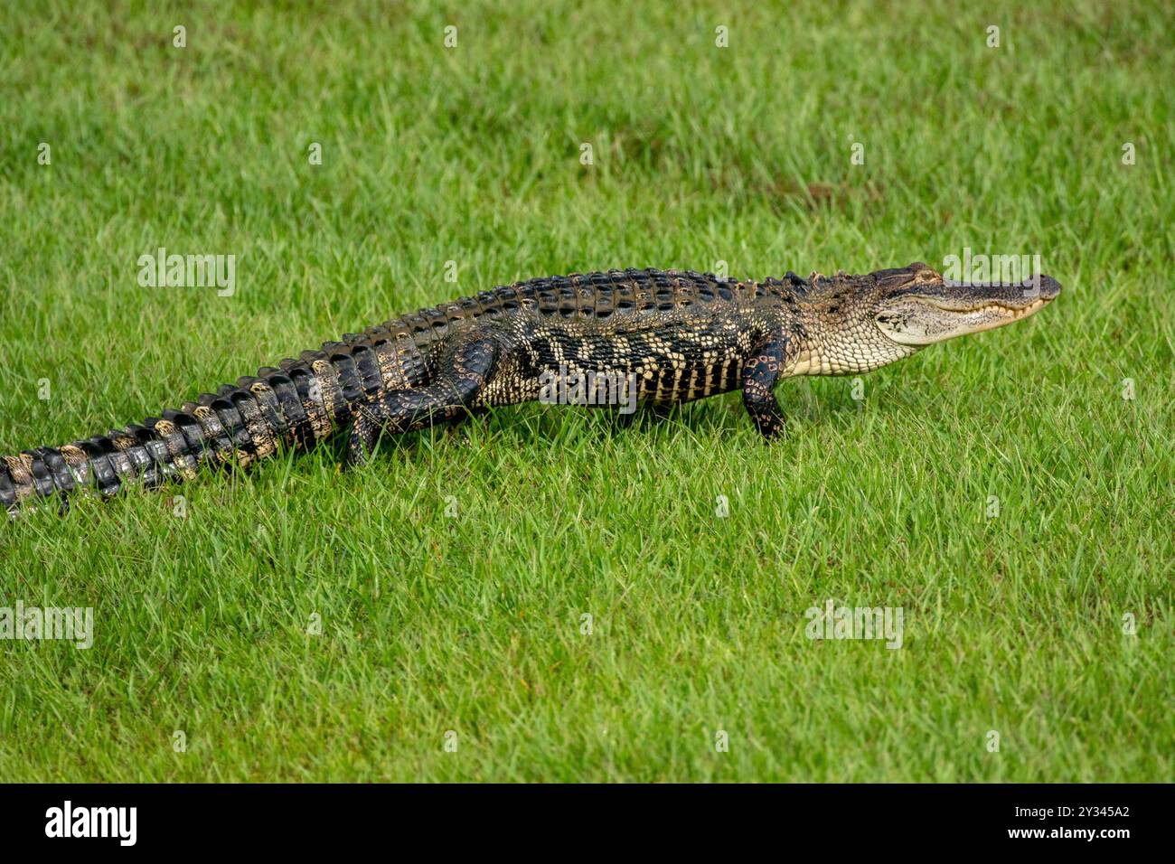 Alligatori americani in giro Foto Stock