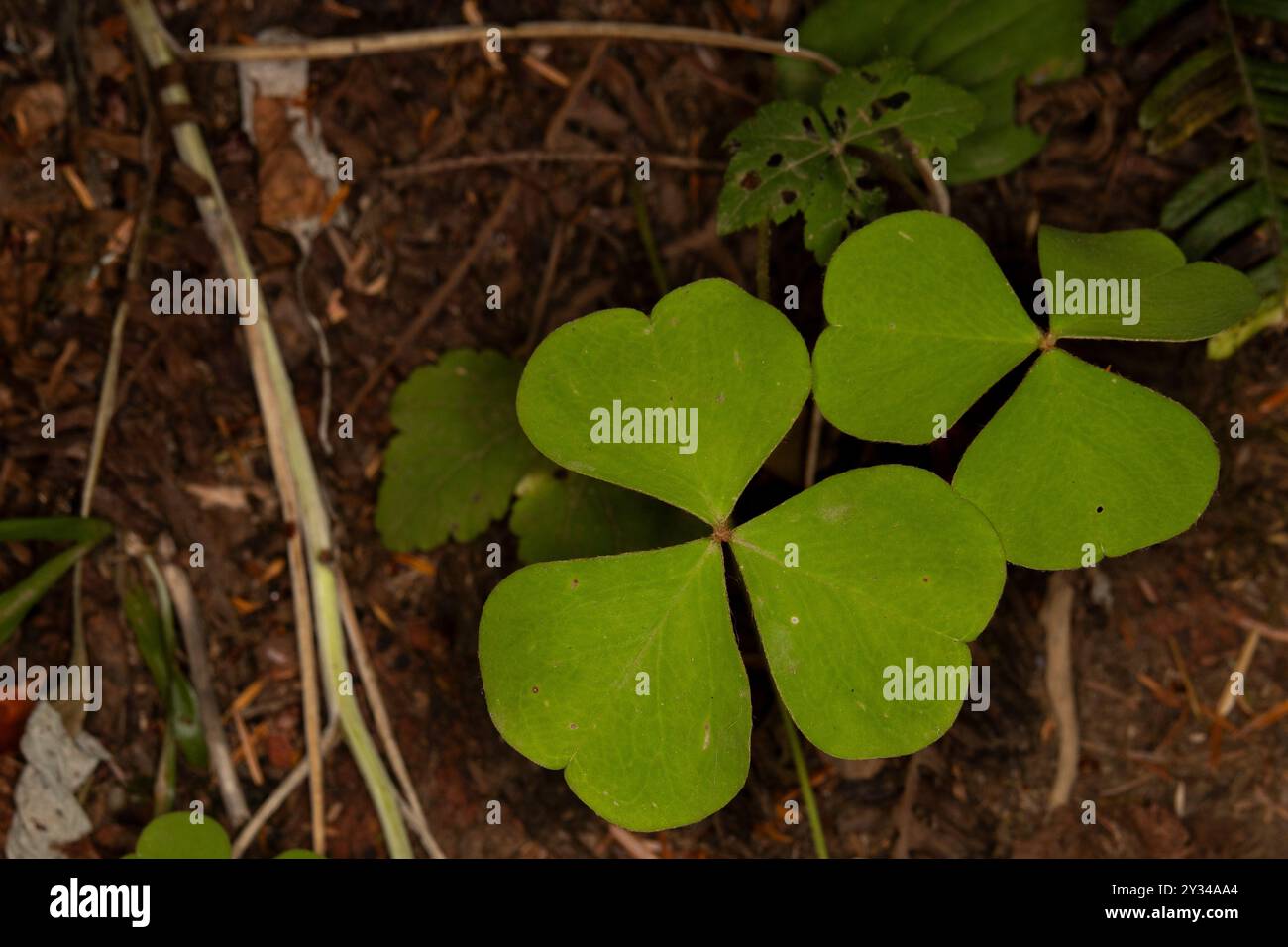 Primo piano di un Wood-Sorrel, falso shamrock, della foresta pluviale di Quinault. Questo Oxalis è anche noto come erba madre, e proprio come il trifoglio a tre foglie Foto Stock