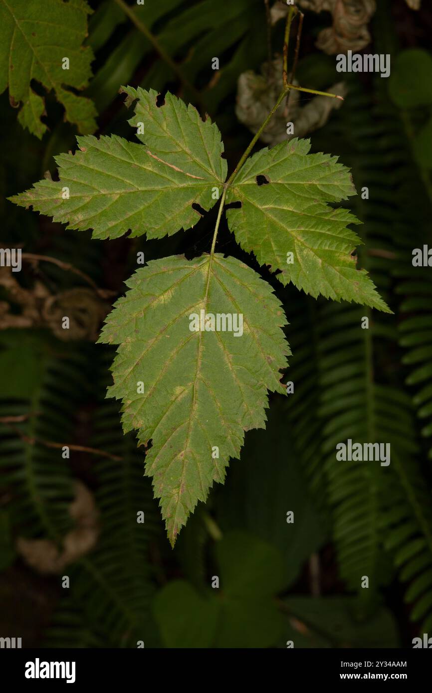 parassiti per le piante, cespuglio di mora del pacifico, rubus ursinus, mora, bacche, frutti selvatici, fragole, costa del pacifico, frutti commestibili, fogliame, foglie, compou Foto Stock