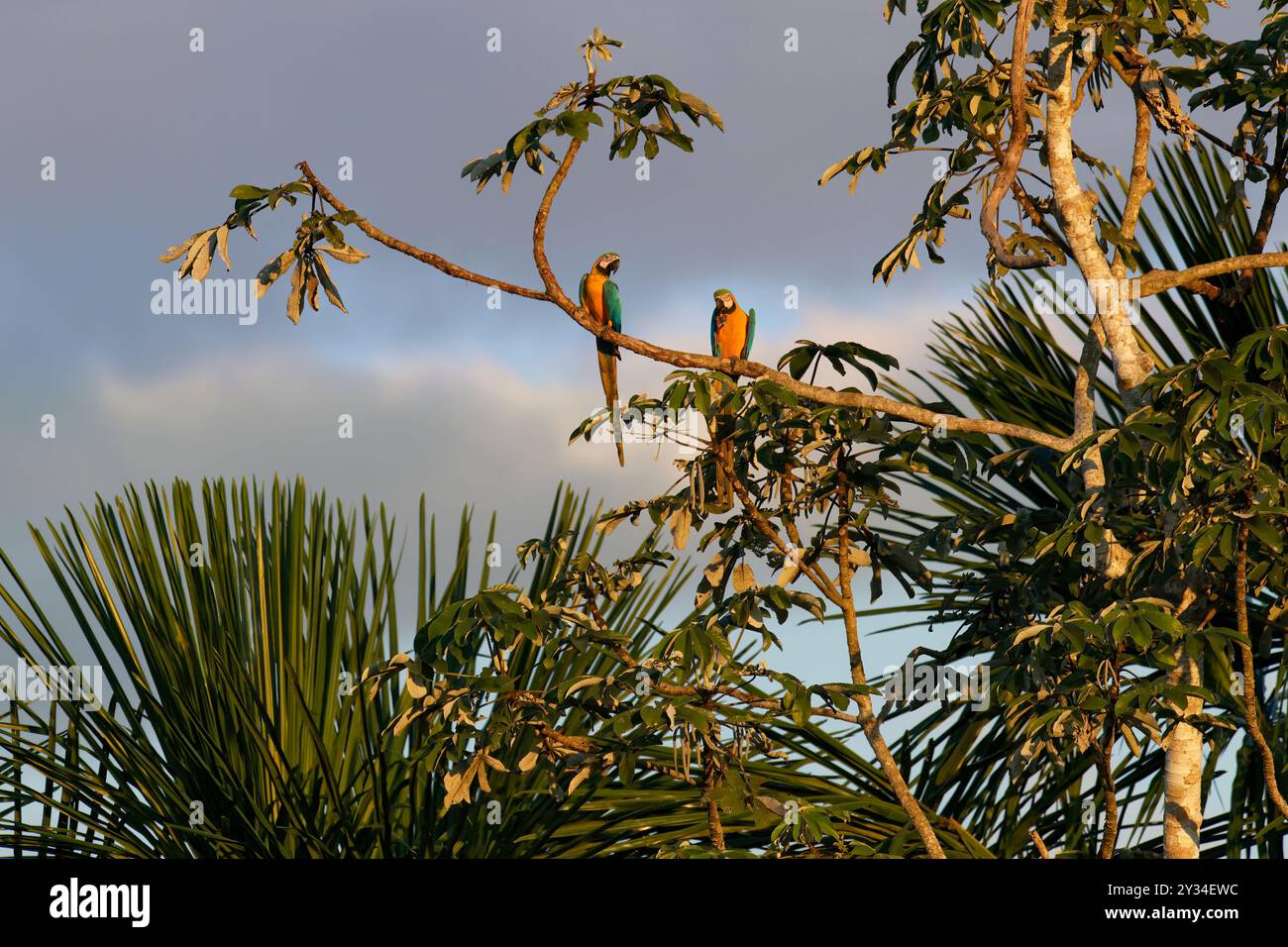 Macao blu e giallo (Ara Ararauna) arroccato su un ramo della foresta tropicale, alta Floresta, Amazzonia, Brasile Foto Stock