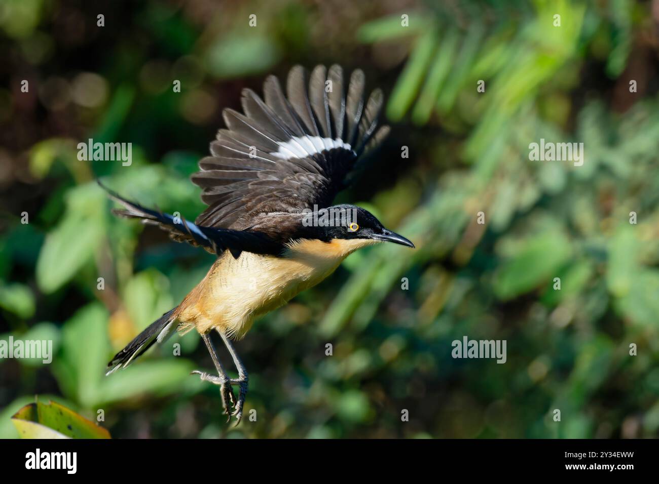 Donacobius (Donacobius atricapilla) in volo nella foresta tropicale, alta Floresta, Amazzonia, Brasile Foto Stock