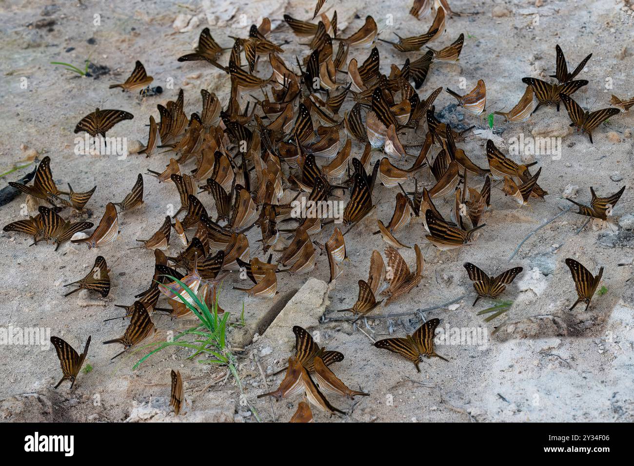 Branco di farfalle su terreni fangosi, alta Floresta, Amazzonia, Brasile Foto Stock