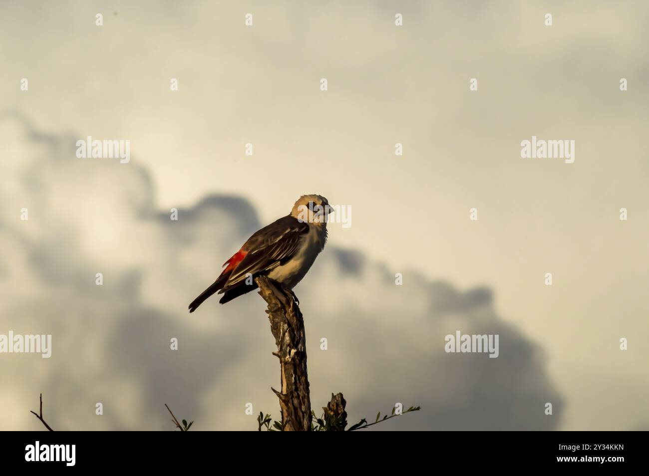 Piccolo uccello sul ramo nel parco Samburu, Kenya. Immagine di un piccolo uccello sul ramo nel parco di Samburu, Kenya, Africa Foto Stock