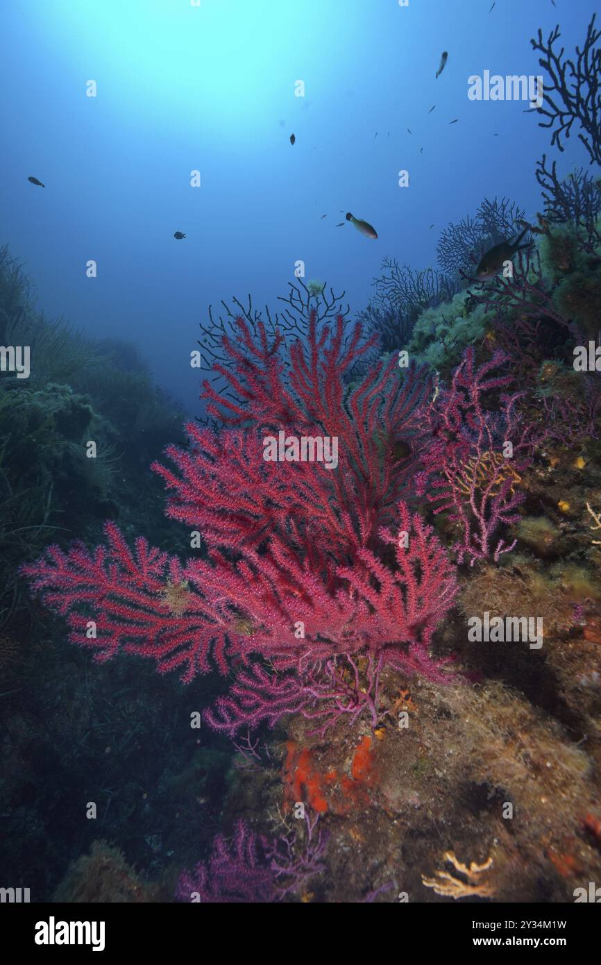 I coralli rossi, la frusta violescente (Paramuricea clavata), crescono dai fondali marini nelle profondità blu dell'oceano. Sito di immersione nella penisola di Giens, Provence Alpes Foto Stock